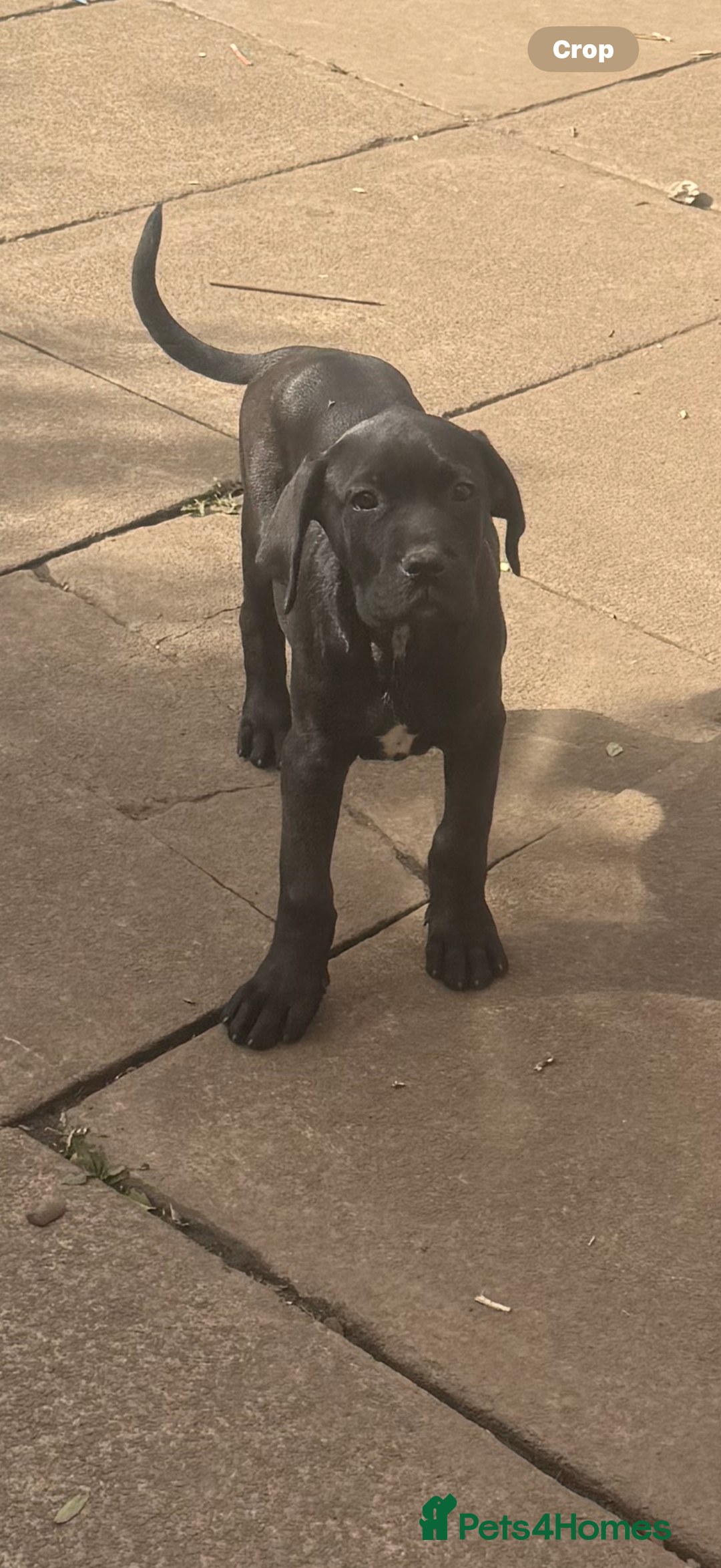 Cane Corso dogs for sale: Cane Corso puppies for sale - Image 7