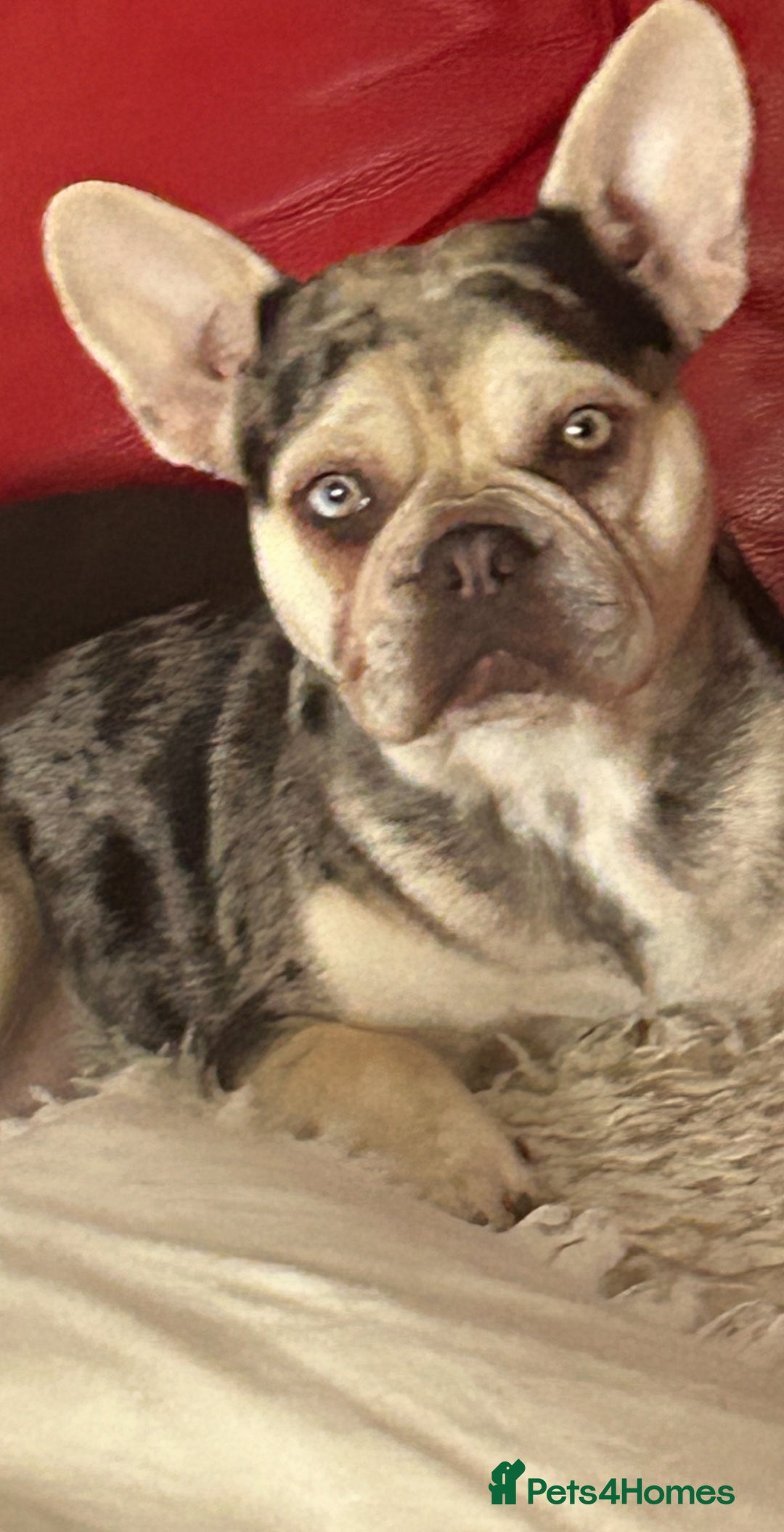 French Bulldog dogs for sale: 10 stunning coloured French bulldogs🐾 - Advert 12