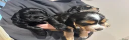 Cocker Spaniel dogs for sale: Beautiful KC Reg Cocker Spaniel Pups Family Raised in Ramsgate - Advert 10