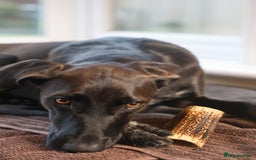 Mixed Breed dogs for adoption: Pretty Pretzel - Image 4