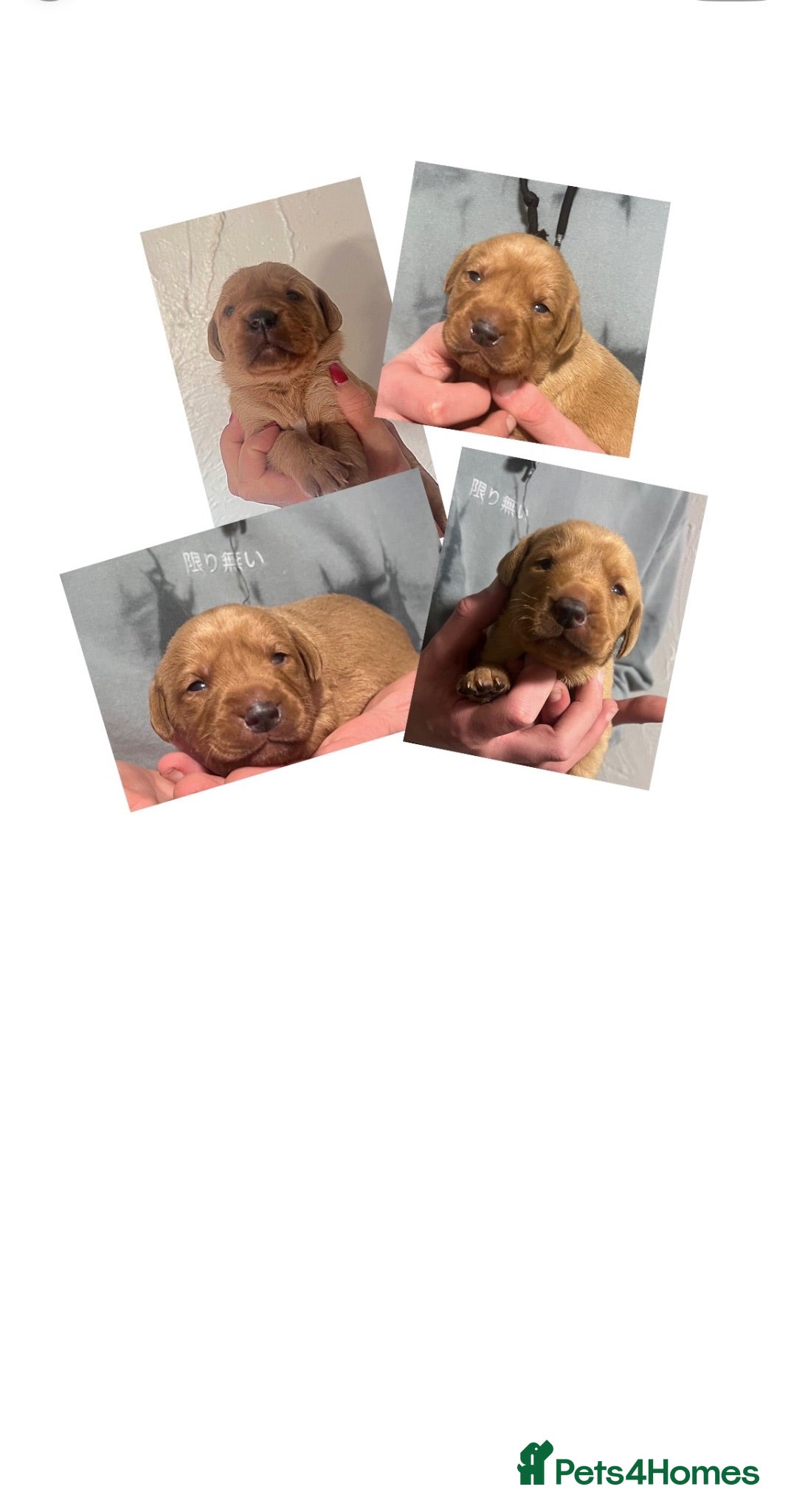 Labrador Retriever dogs SUPER DARK FOX RED LAB PUPS HEALTH TESTED PARENTS - Advert 13