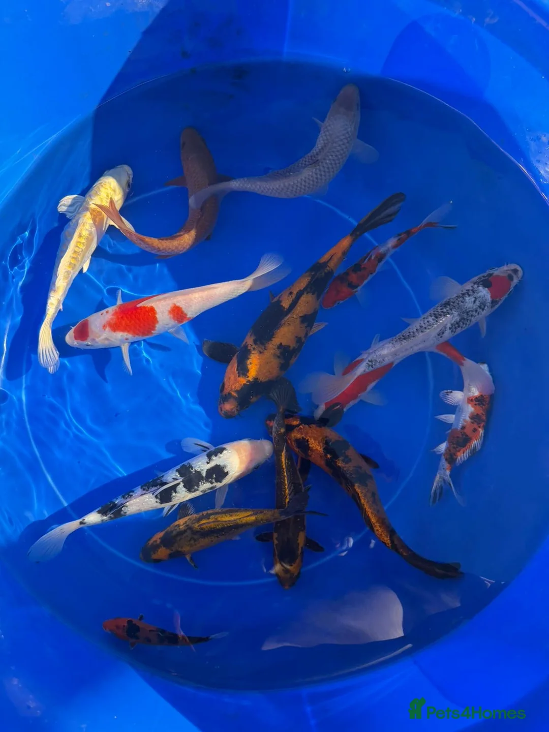 Koi Carp fish for sale: Koi carp in Middlesbrough - Advert 1