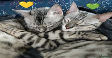 Bengal cats in Saint Helens - Advert 13