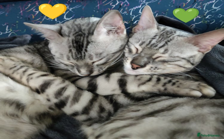 Bengal cats in Saint Helens - Advert 1