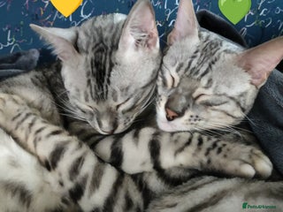 Bengal cats in Saint Helens - Advert 6