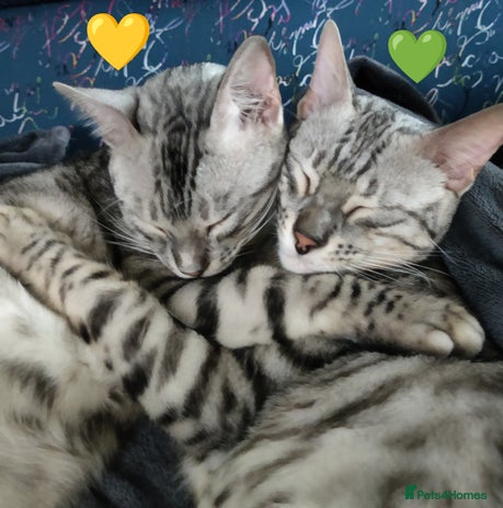 Bengal cats in Saint Helens - Advert 7