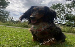 Dachshund dogs for sale: Stunning miniature long haired dachshund puppy  - Image 6