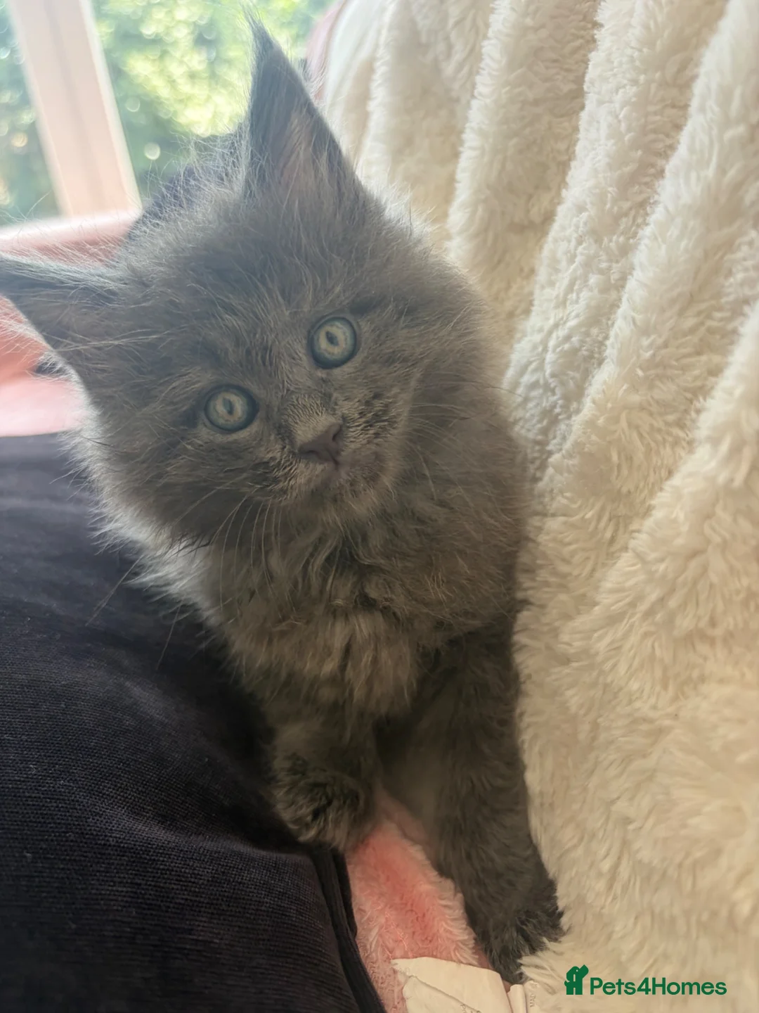 Maine Coon cats for sale: Stunning,ACTIVE,TICA Registered,MaineCoon Kittens - Advert 1