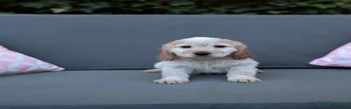 Cockapoo 6