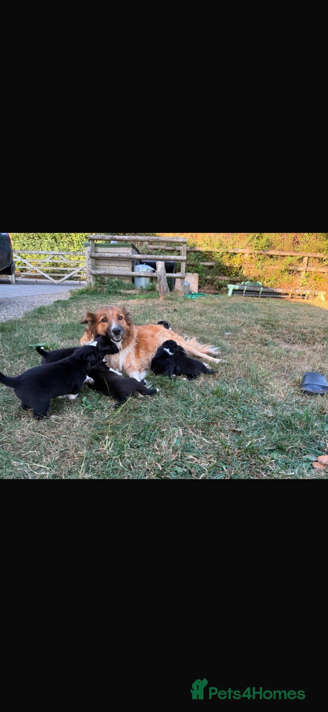 Mixed Breed dogs for sale: Collie puppy’s  in Ivybridge - Advert 2