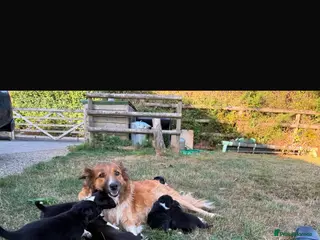Mixed Breed dogs Collie puppy’s - Advert 2
