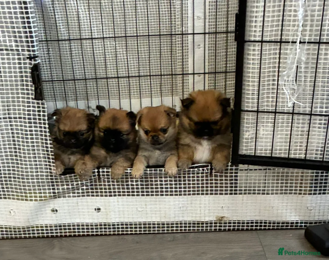 Mixed Breed dogs for sale: Pug X Pomeranian  - Advert 1