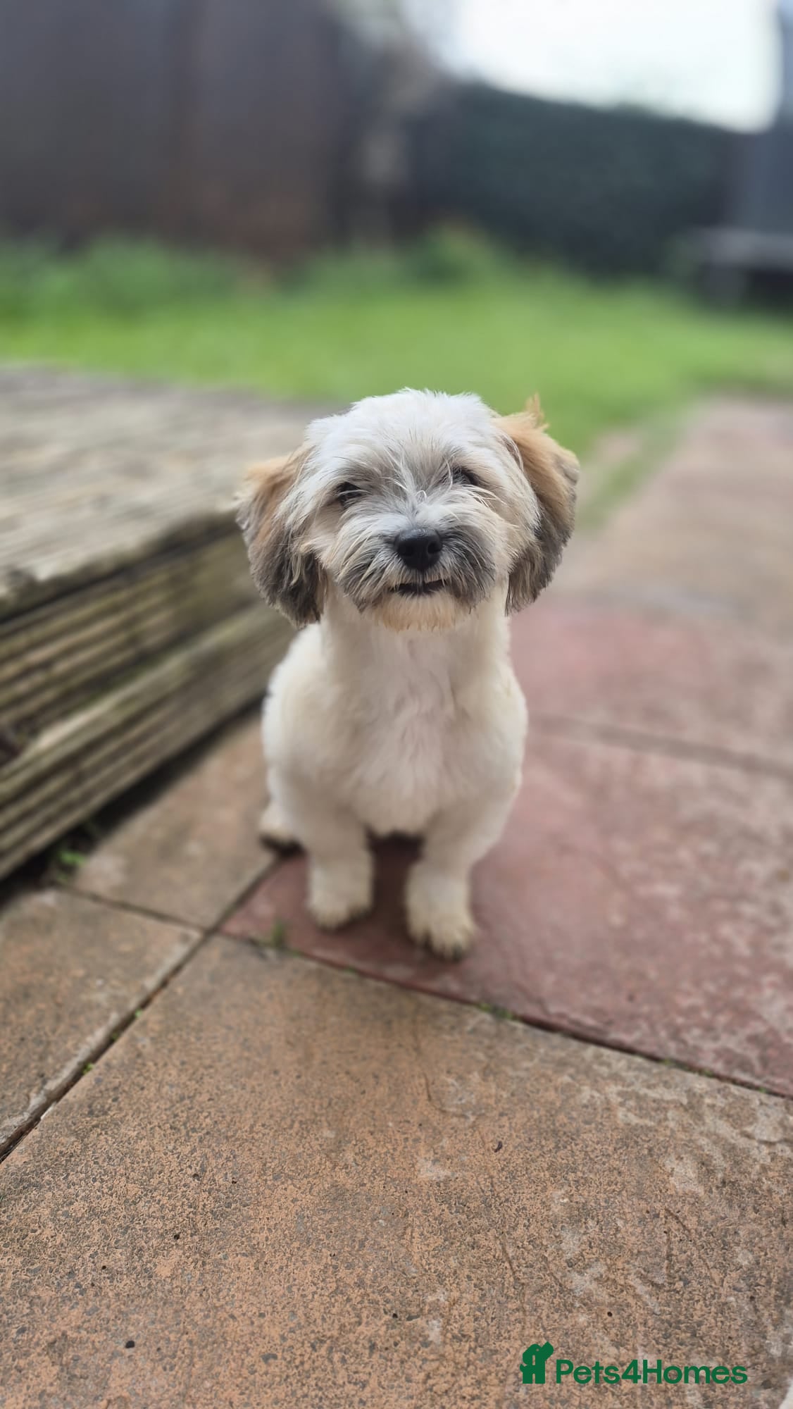 Mixed Breed dogs ALBI 5kg small breed male.  - Advert 1
