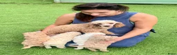Toy Poodle dogs for sale: KC reg toy Poodles - Advert 11