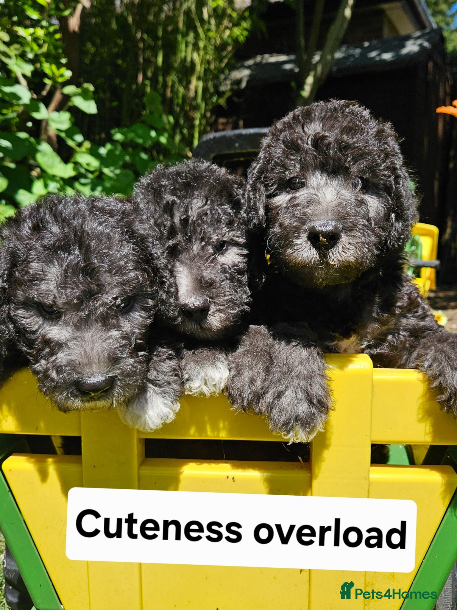 Bedlington Terrier dogs KC Registered Bedlington puppies - Advert 1