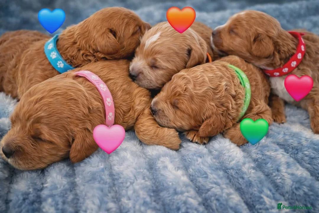 Cavapoo dogs for sale: 🥇❤️Beautiful F1 Cavapoo Puppies 5★ Reviews 🐾 - Advert 1