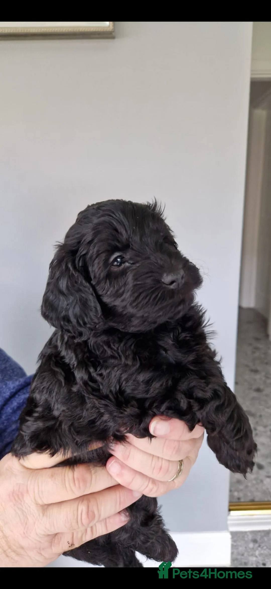 Cockapoo dogs for sale: F1b cockapoo puppies - Advert 2
