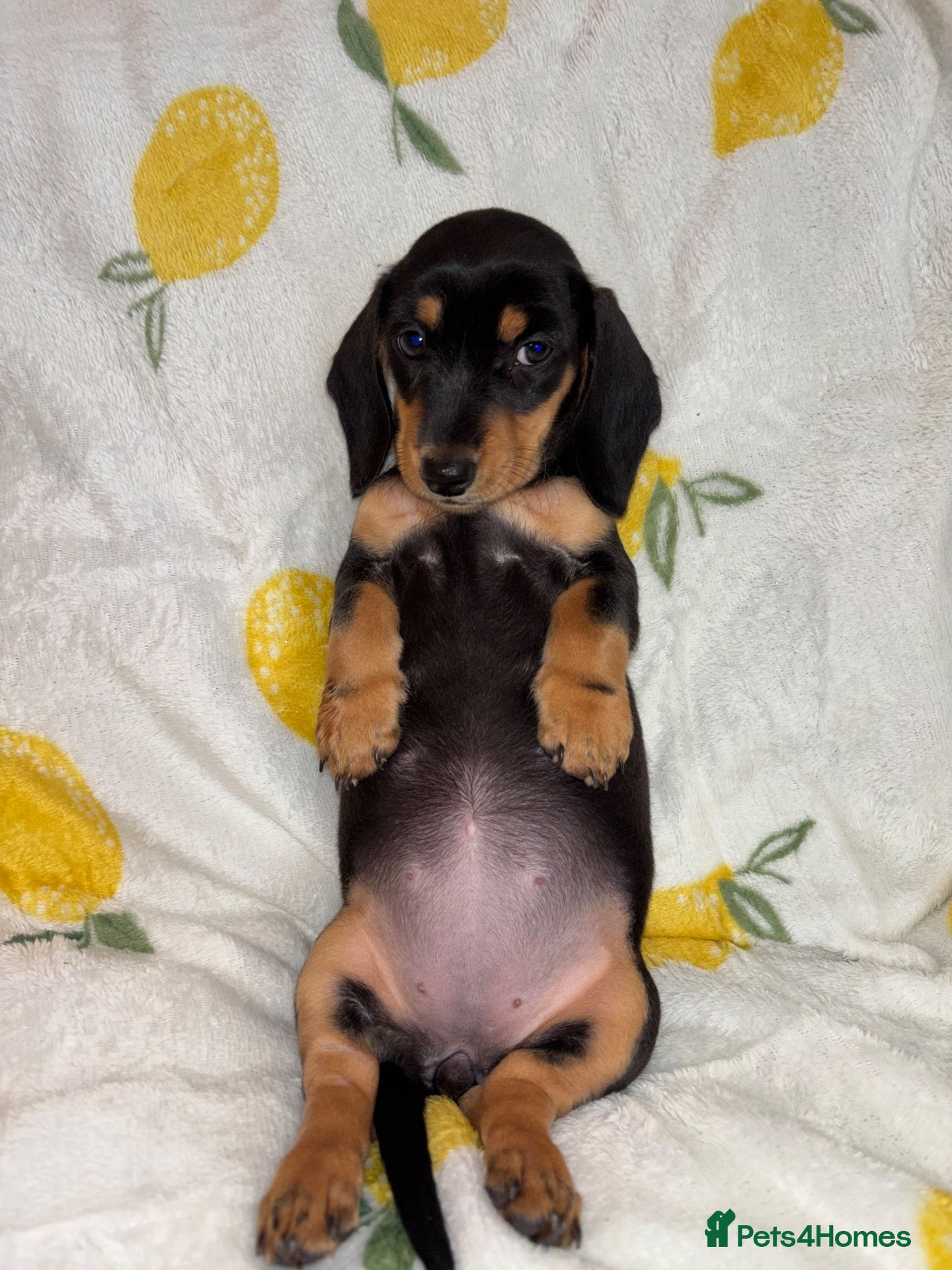 Miniature Dachshund dogs Miniature smooth coated Dacshund’s  - Advert 2