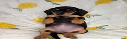 Miniature Dachshund dogs for sale: Miniature smooth coated Dacshund’s  - Advert 9