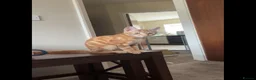 British Shorthair cats for sale: Tigger - Advert 4