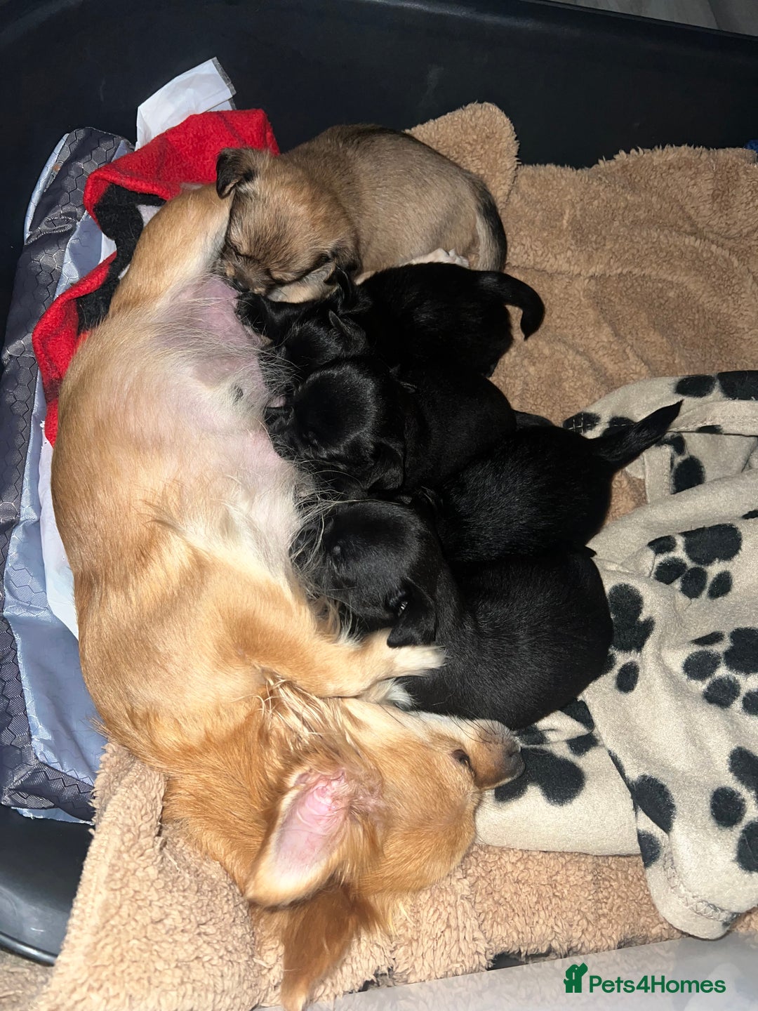 Chihuahua dogs for sale: Chihuahuas  - Image 11