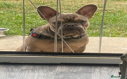 French Bulldog dogs for sale: French bulldog for sale  - Image 5