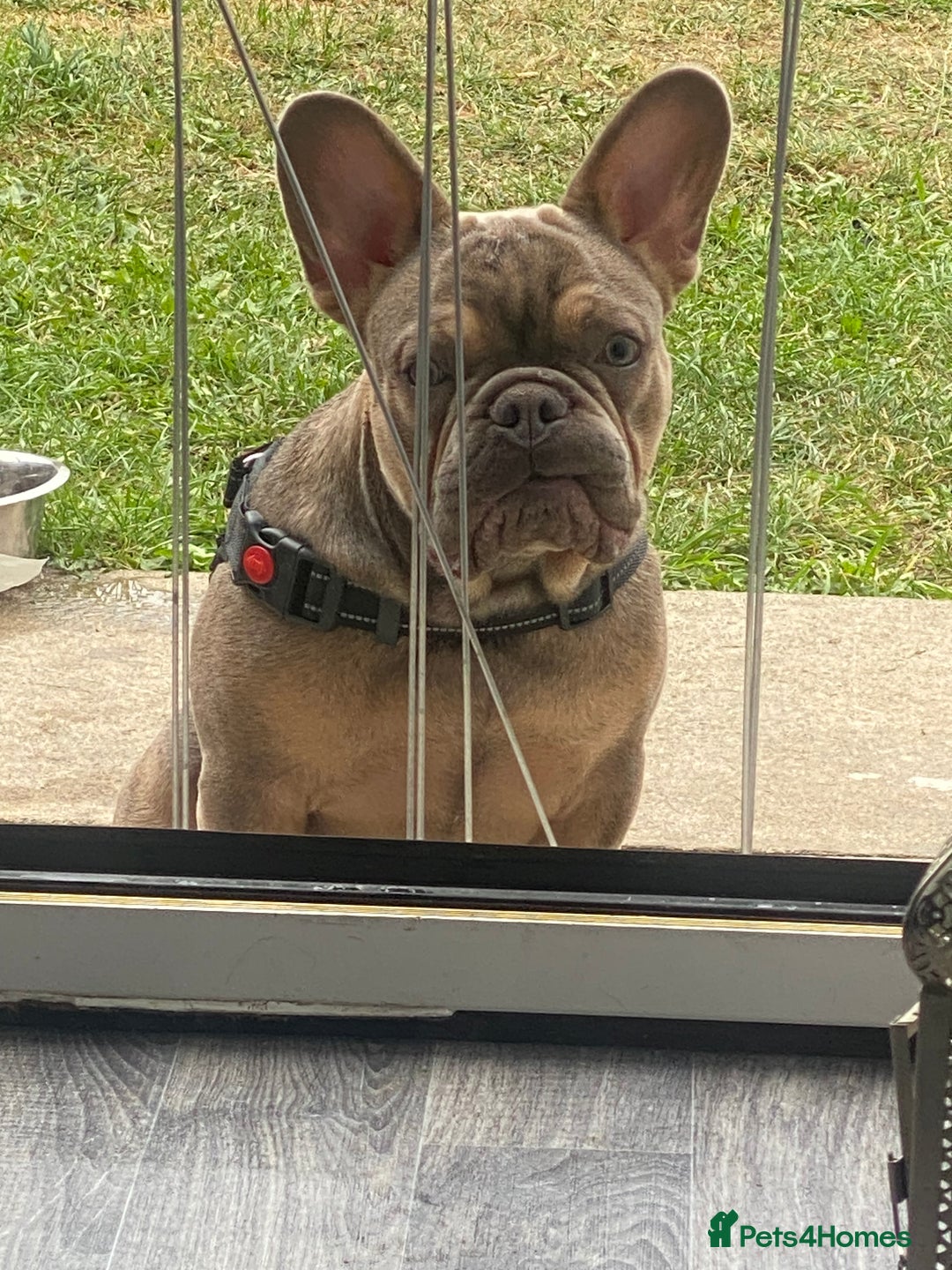 French Bulldog dogs for sale: French bulldog for sale  - Image 5