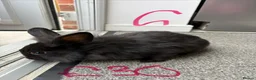 Lionhead rabbits for sale: Rabbits for sale - Advert 6