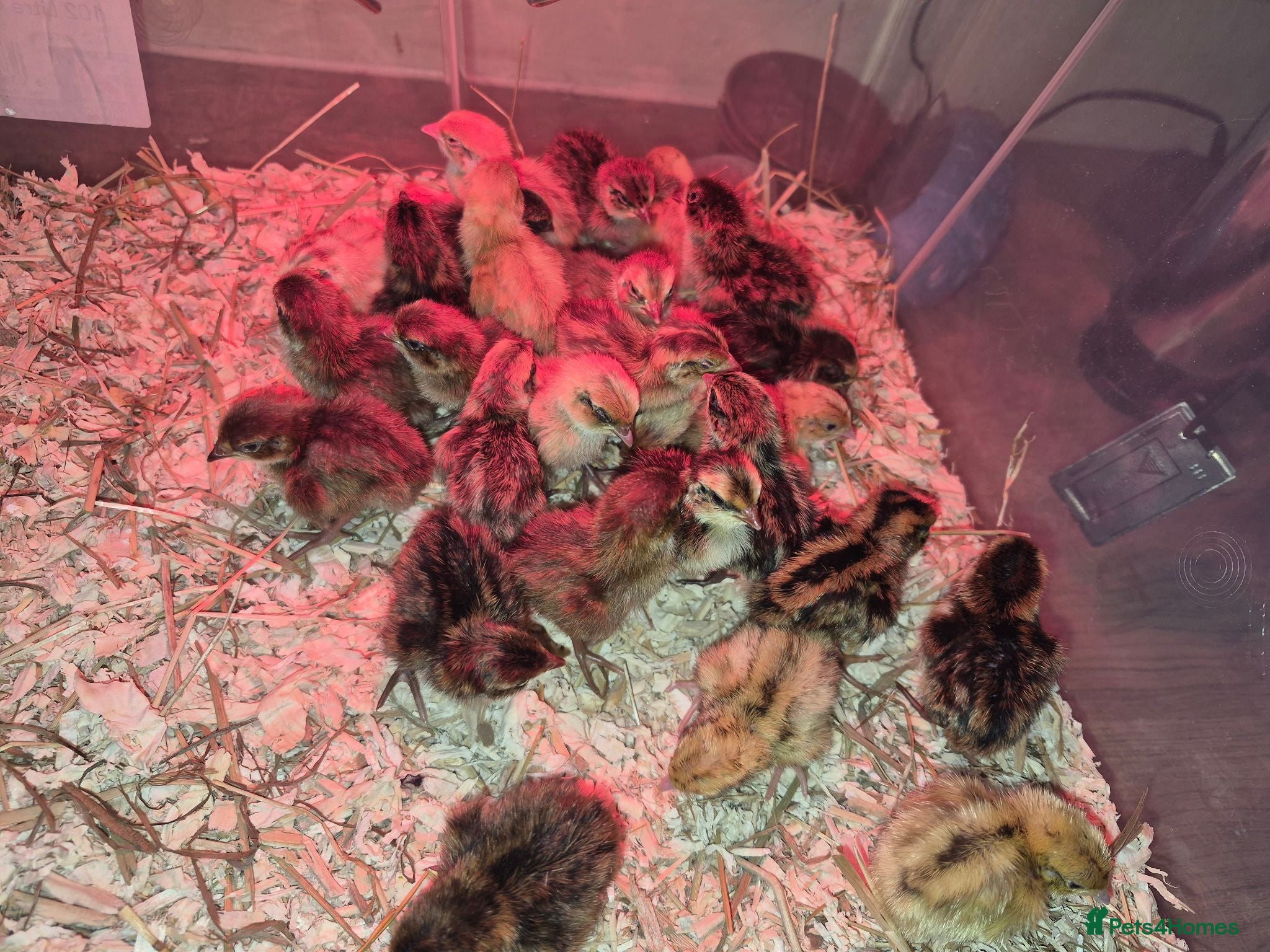Quail poultry Day old coturnix quail chicks - Advert 3