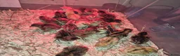 Quail poultry for sale: Day old coturnix quail chicks - Advert 1