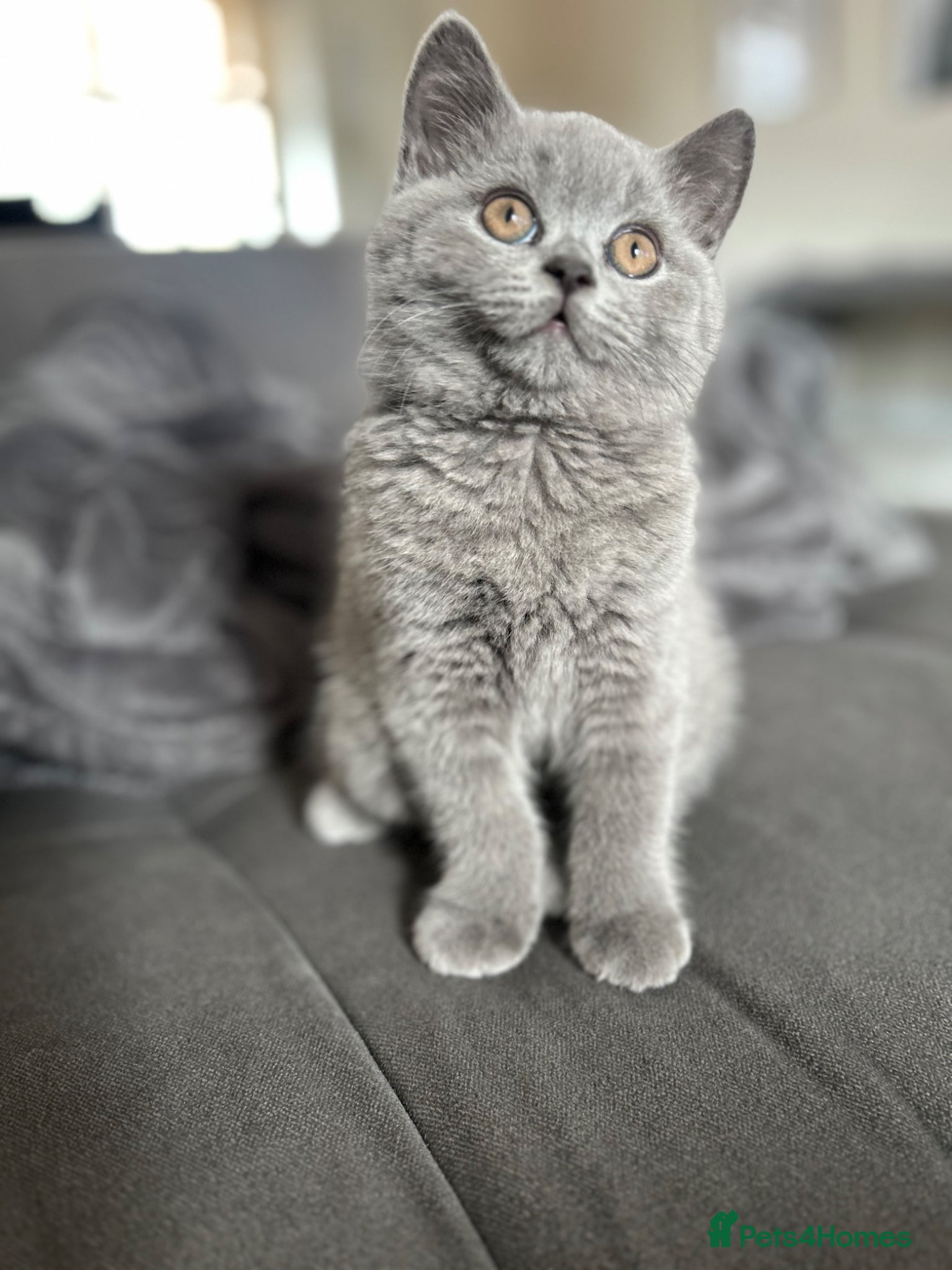 British Shorthair cats Pedigree British Shorthair Kittens (READY) - Advert 3