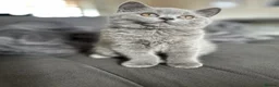 British Shorthair cats for sale: Pedigree British Shorthair Kittens (READY) - Advert 1