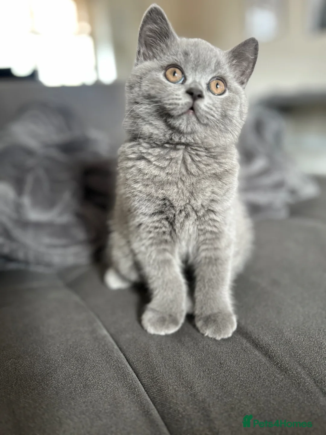 British Shorthair cats for sale: Pedigree British Shorthair Kittens (READY) - Advert 1