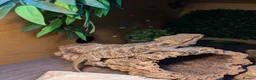 Bearded Dragon reptiles for sale: Bearded dragon and complete set up - Advert 3
