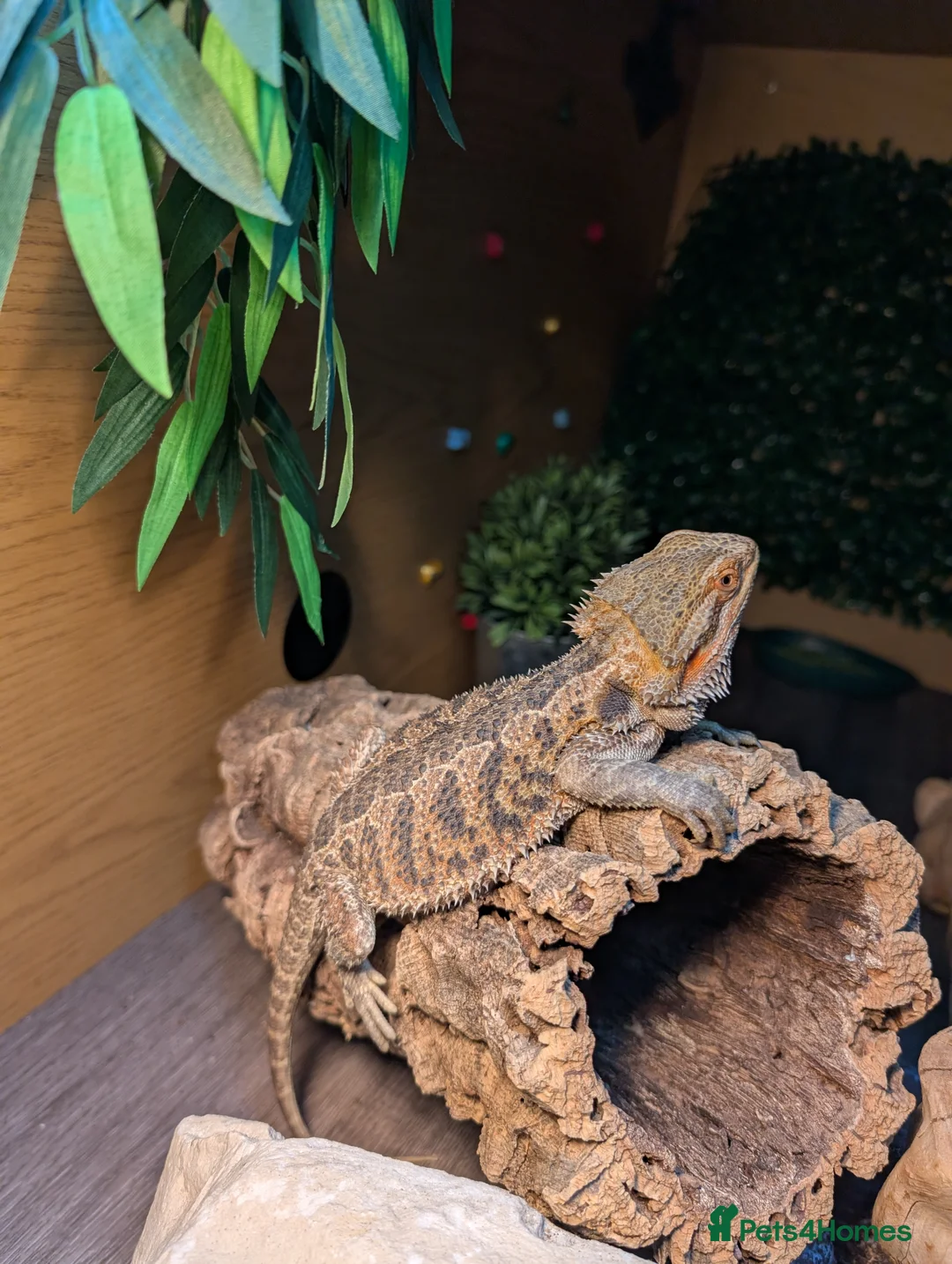 Bearded Dragon reptiles for sale: Bearded dragon and complete set up - Advert 3