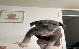American Bully dogs for sale: Beautiful American bully puppies for sale - Image 7
