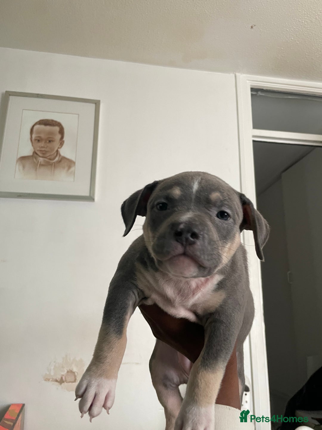 American Bully dogs for sale: Beautiful American bully puppies for sale - Image 7