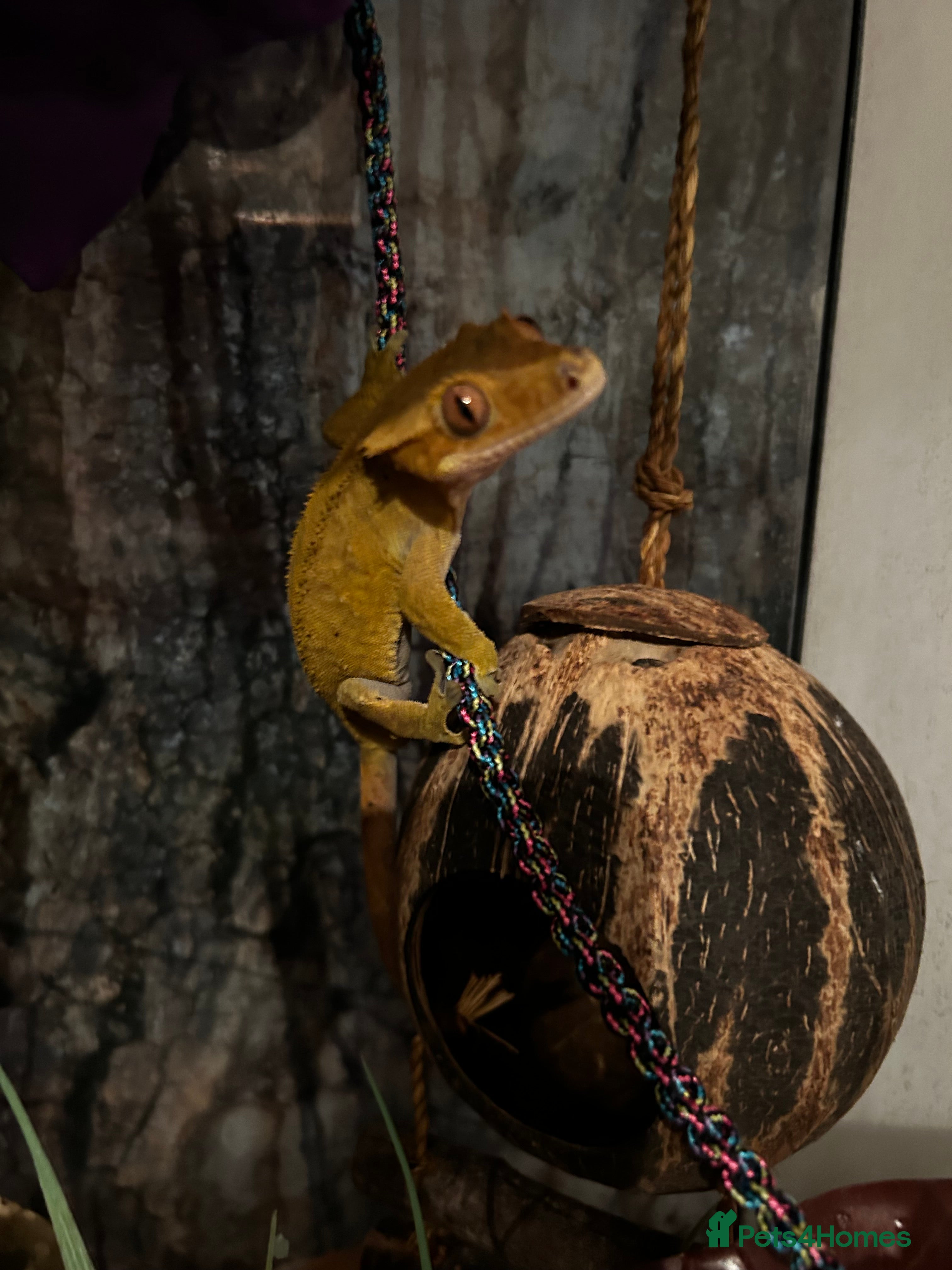 Gecko reptiles Crested Gecko + Whole Set Up  - Advert 17