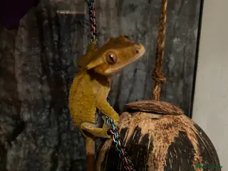 Gecko reptiles Crested Gecko + Whole Set Up - Advert 17