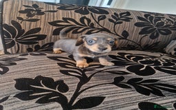 Miniature Dachshund dogs for sale: Adorable Miniture Dachshund  in Paignton - Image 3