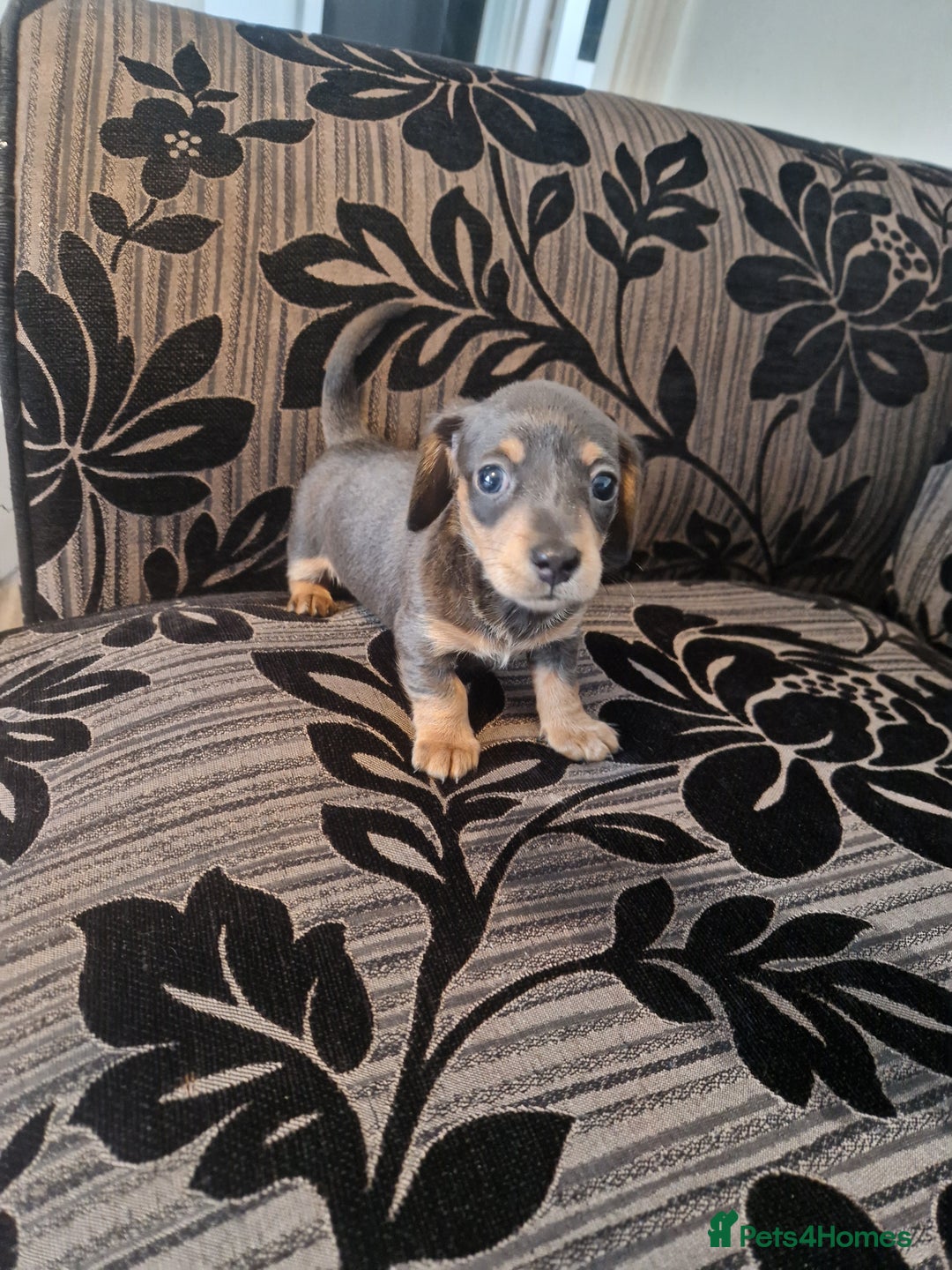 Miniature Dachshund dogs for sale: Adorable Miniture Dachshund  in Paignton - Image 3