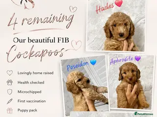 Cockapoo dogs Beautiful Home-Raised F1b toy Cockapoo Puppies - Advert 9