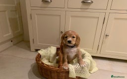 Cocker Spaniel dogs for sale: Cocker spaniel puppies  - Advert 5