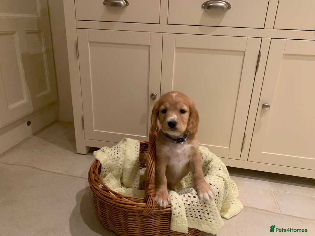 Cocker Spaniel dogs for sale: Cocker spaniel puppies  - Advert 5