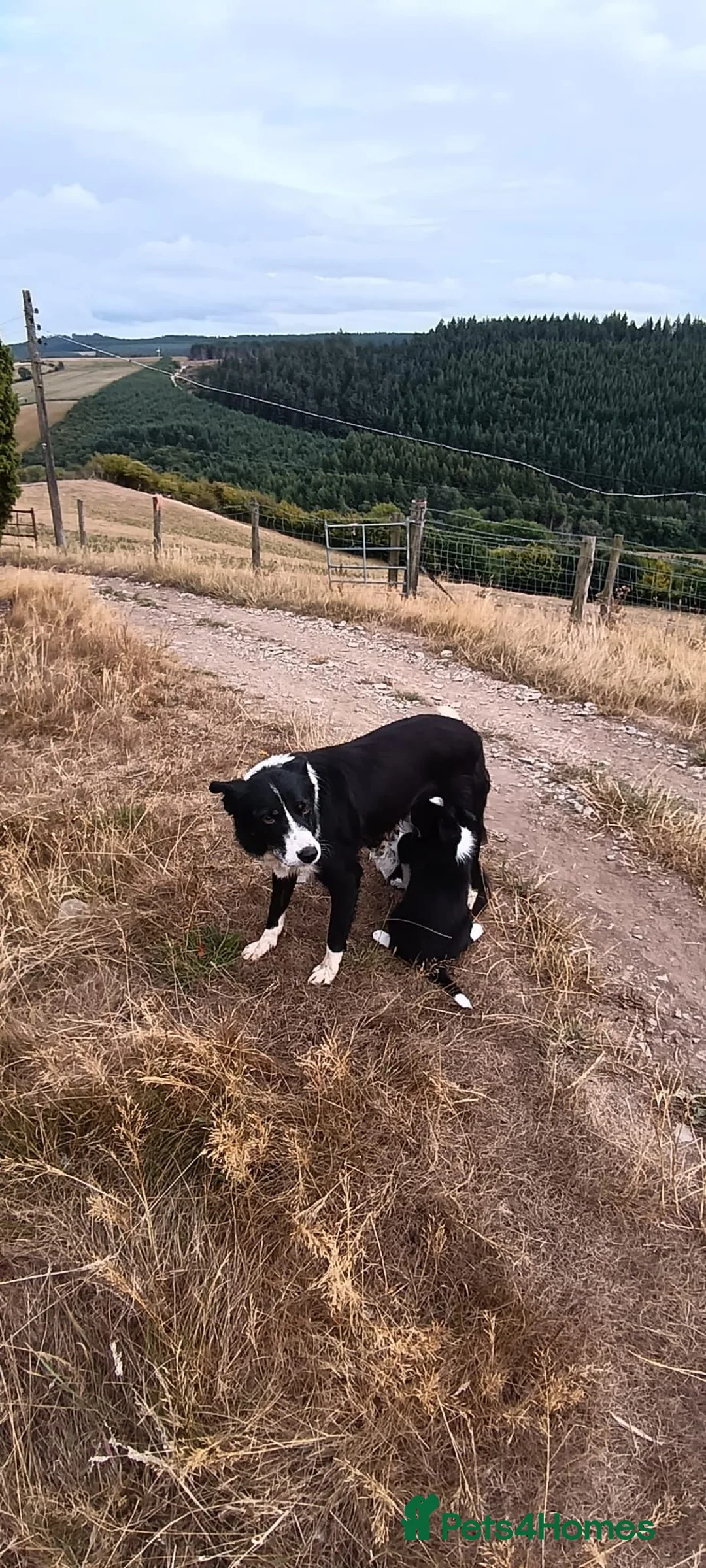 Border Collie dogs for sale: Two Little Boys - Border Collie Puppies - Advert 2