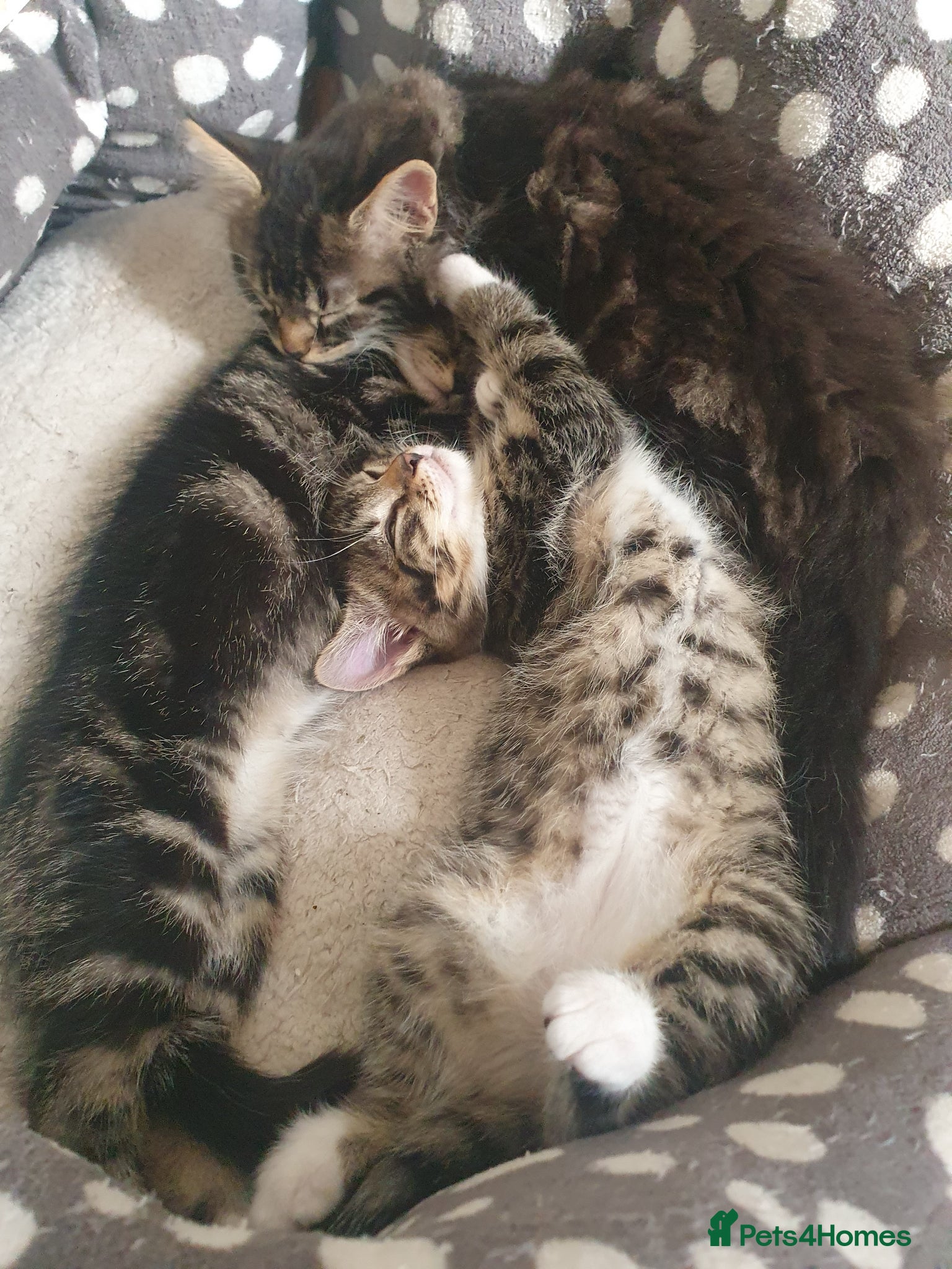 Mixed Breed cats for sale: Beautiful Mix Breed - Advert 17