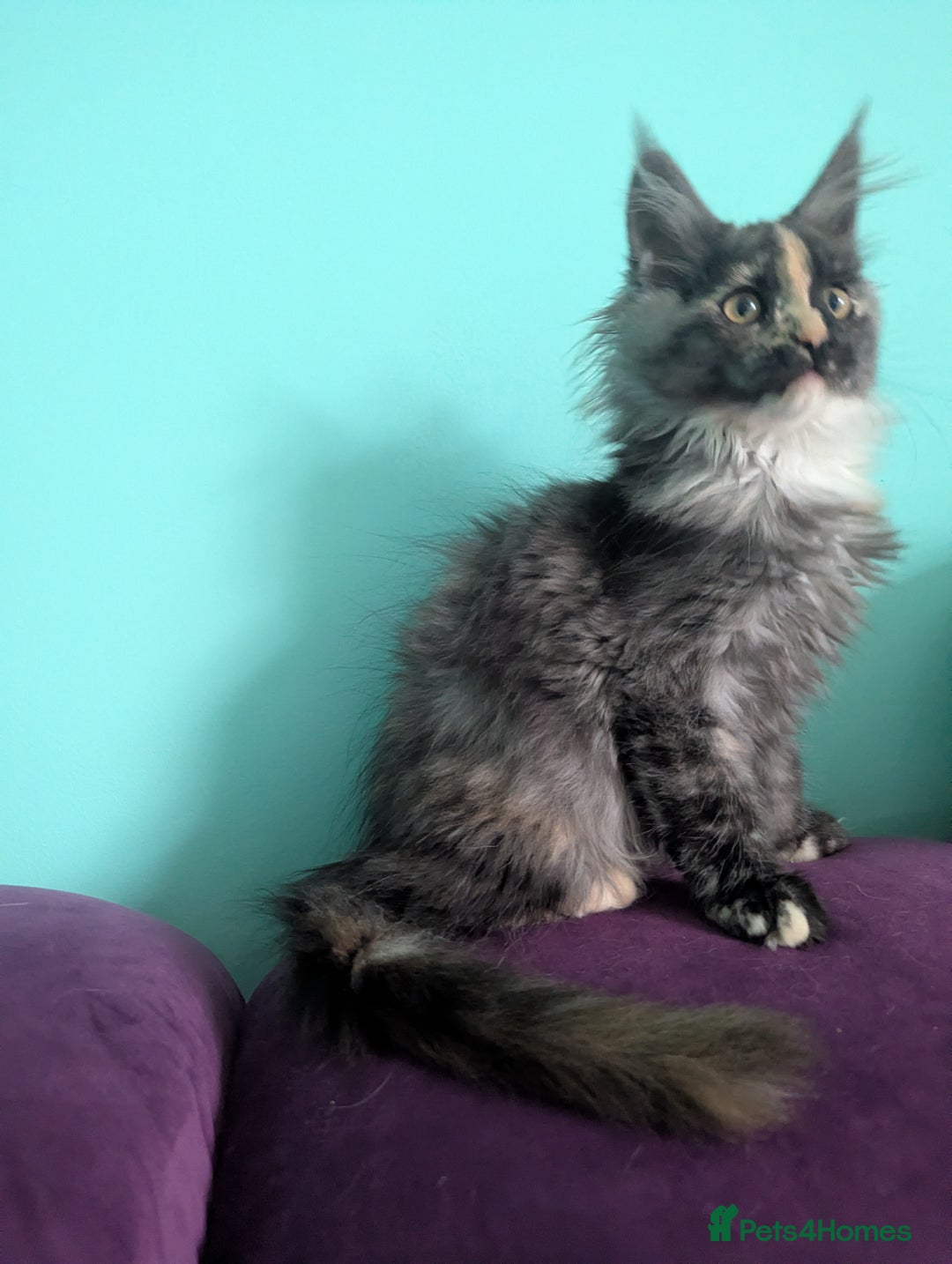 Maine Coon cats for sale: Beautiful Pedigree Maine Coon kittens  - Image 4
