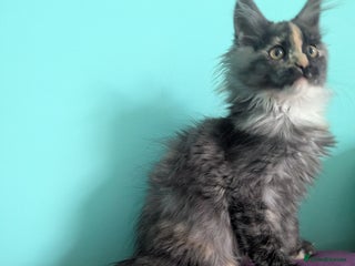 Maine Coon cats Beautiful Pedigree Maine Coon kittens - Advert 9