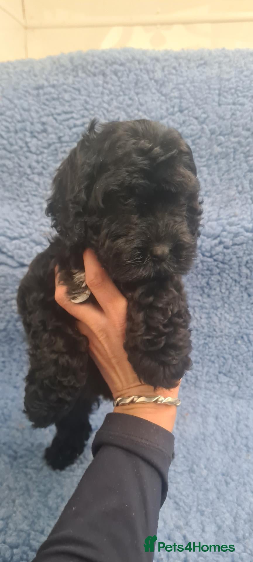 Cockapoo dogs Gorgeous F1 Cockapoos-Ready Now - Advert 2