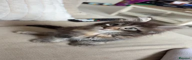 Maine Coon 1